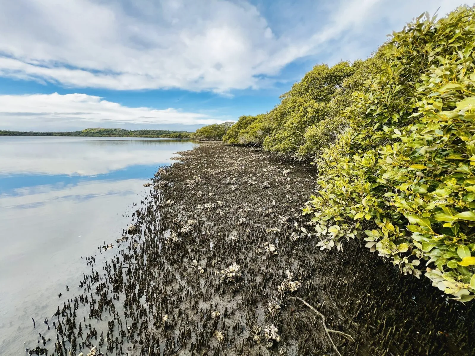 Image source - https://newshub.medianet.com.au/2026/10/wave-windows-could-save-mangrove-forests-around-the-world/174990/